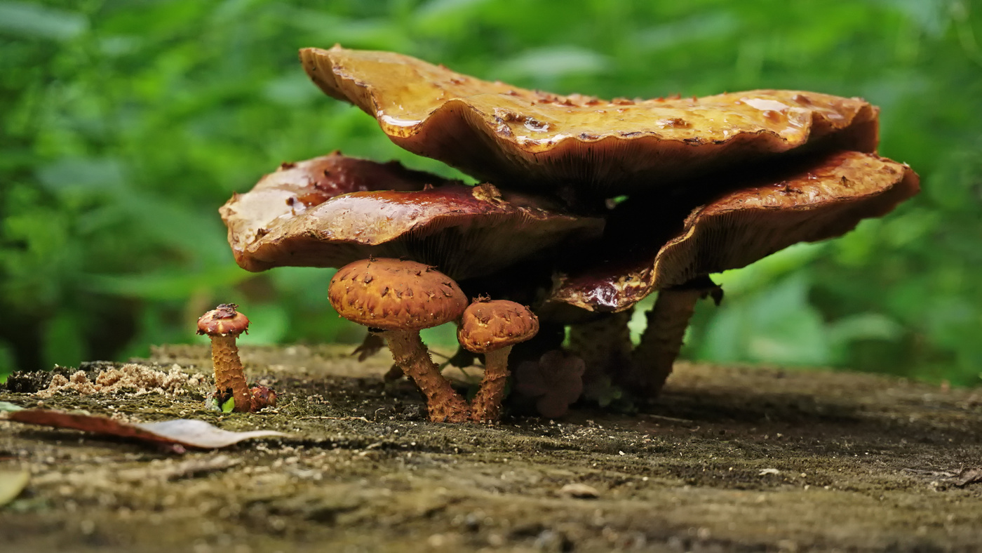 Однажды на пенёчке...