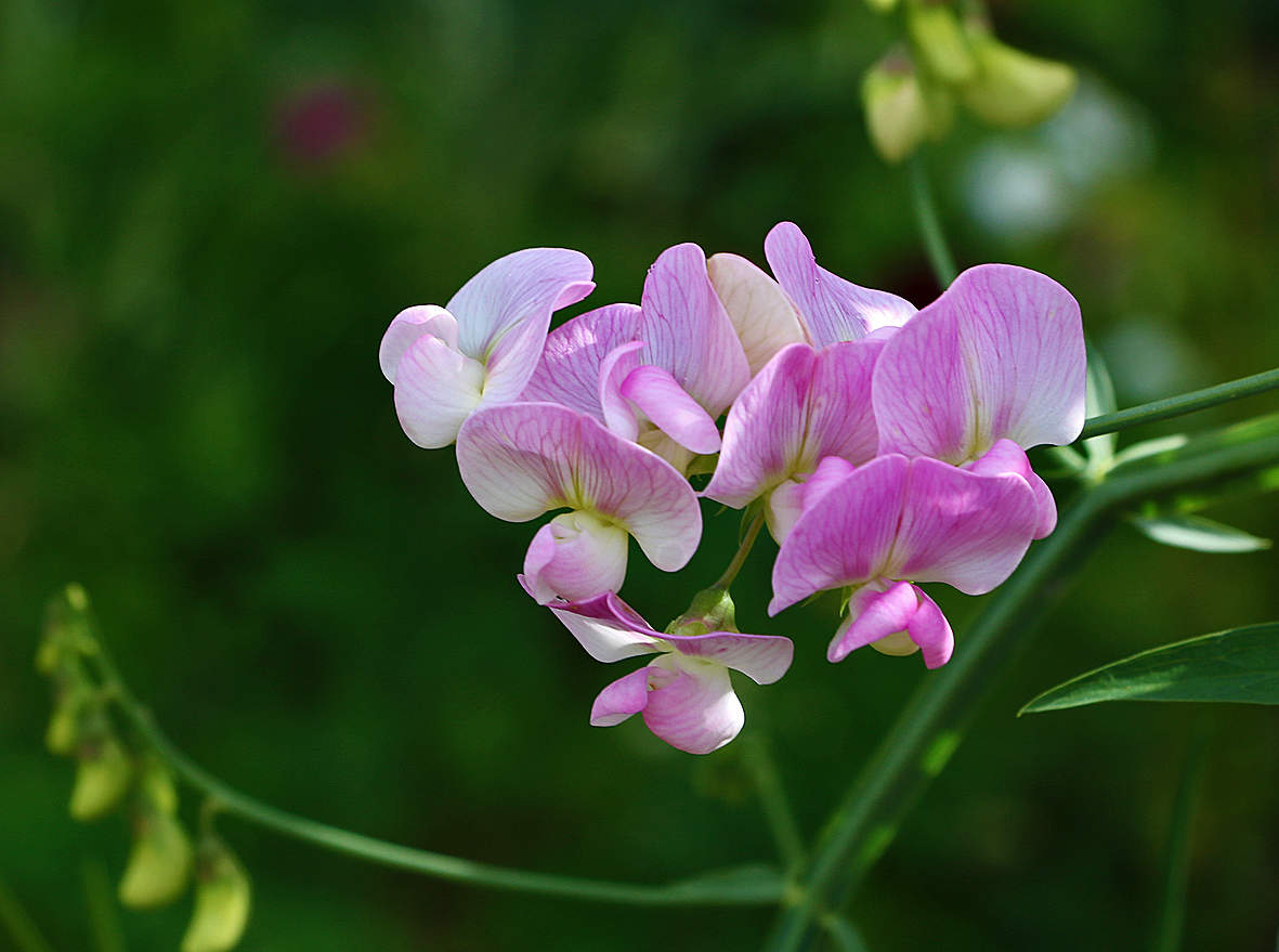Розовая нежность