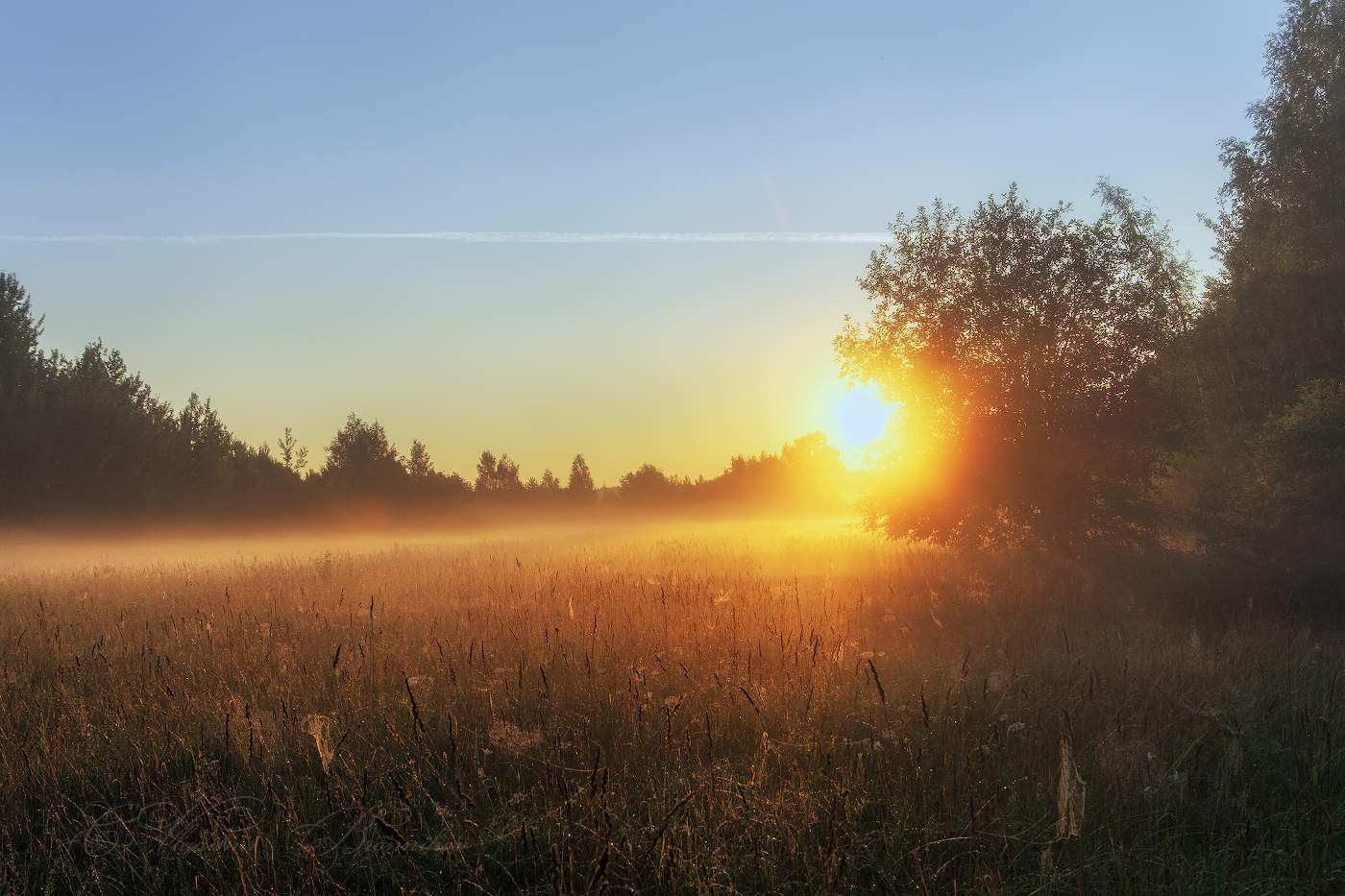 Утро в лесу