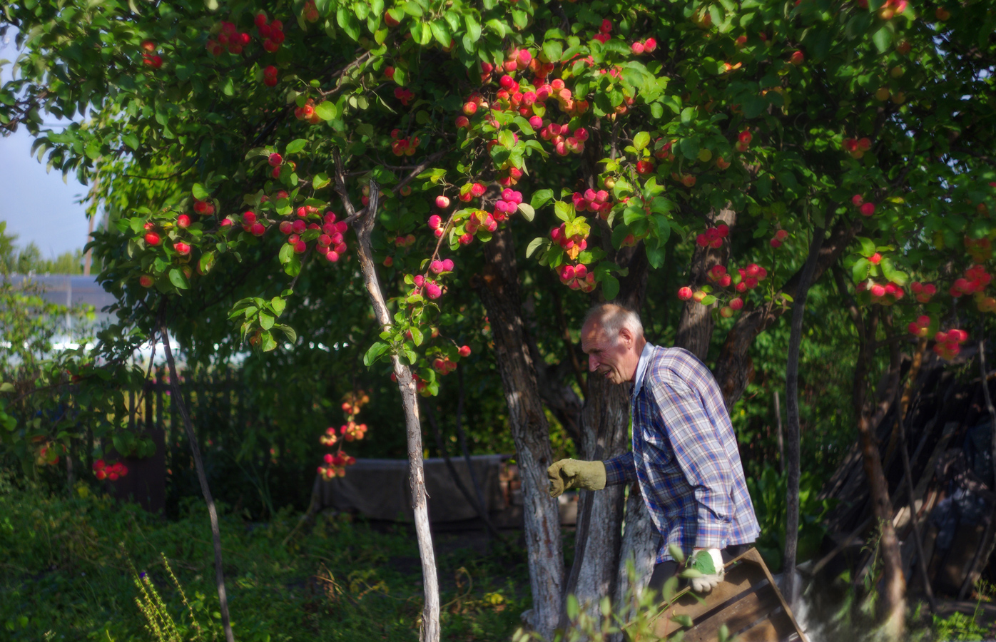 Старый сад.