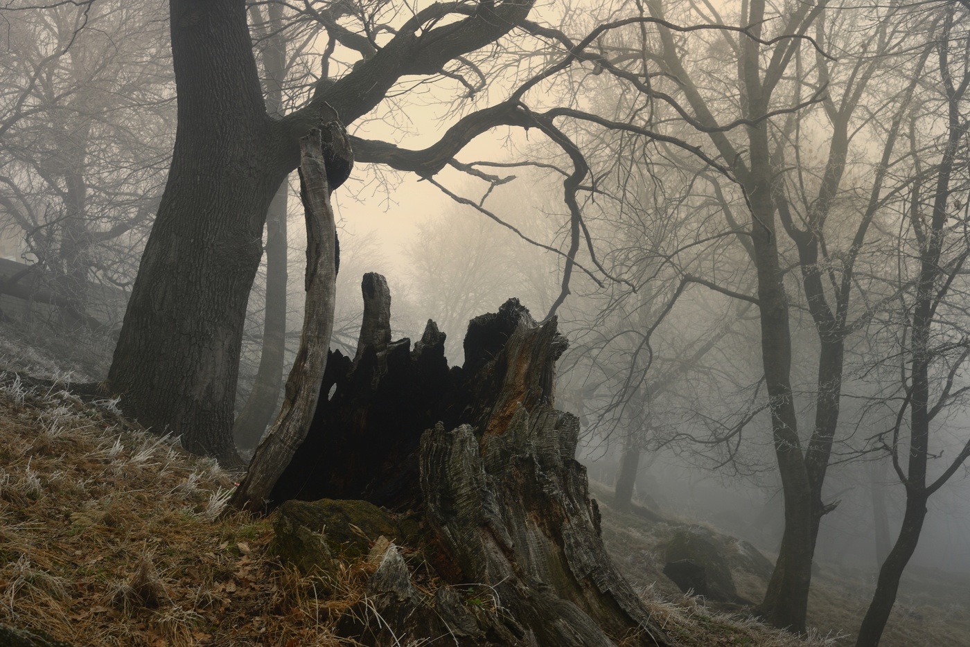 Дубовая роща