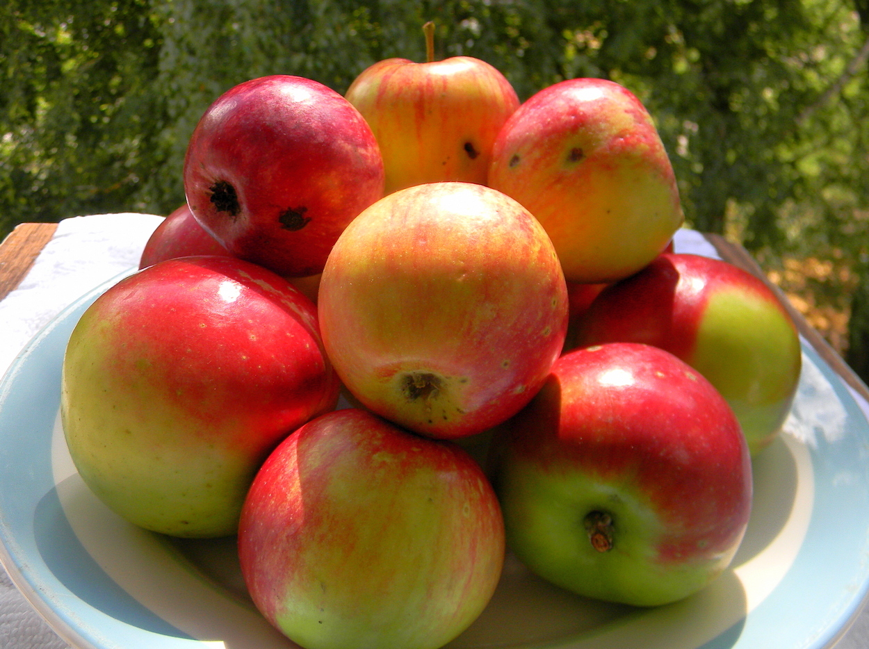 Просто яблоки в Яблочный Спвс