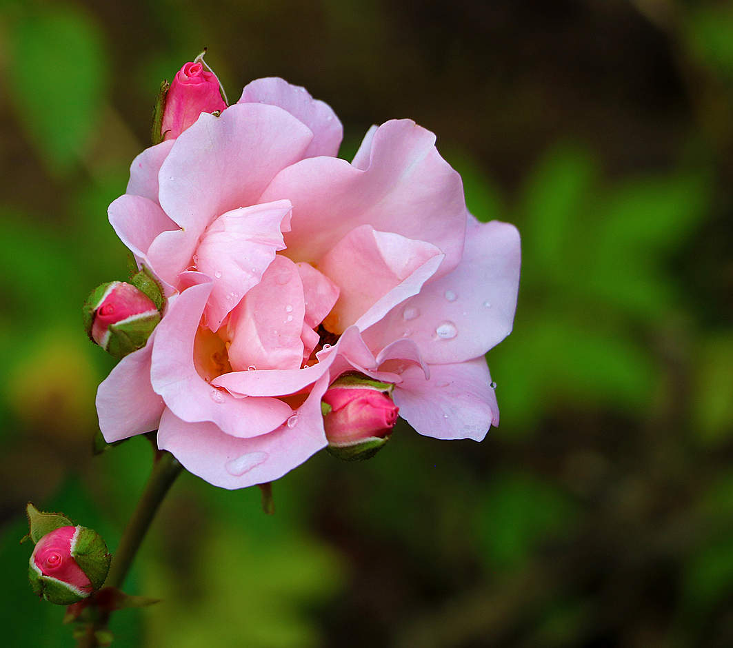 Августовская красавица