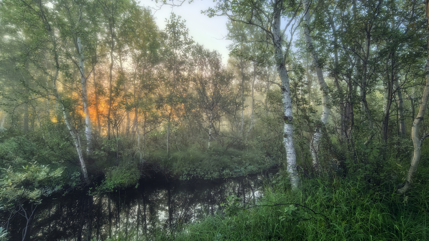 В заболоченных перелесках