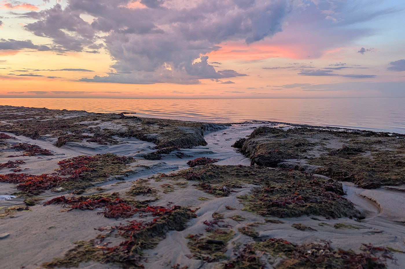 Запах водорослей