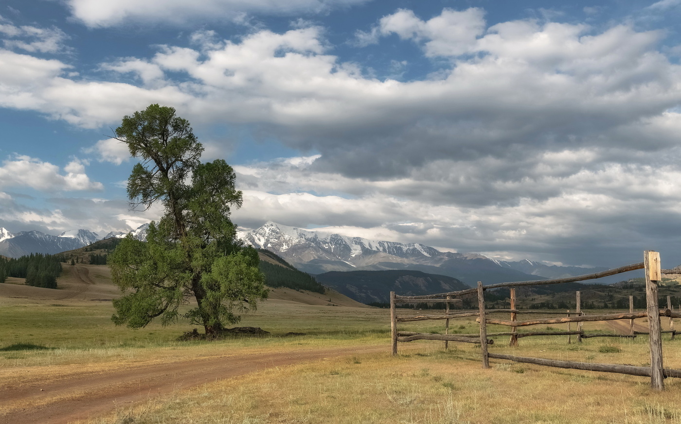 Одинокая лиственница