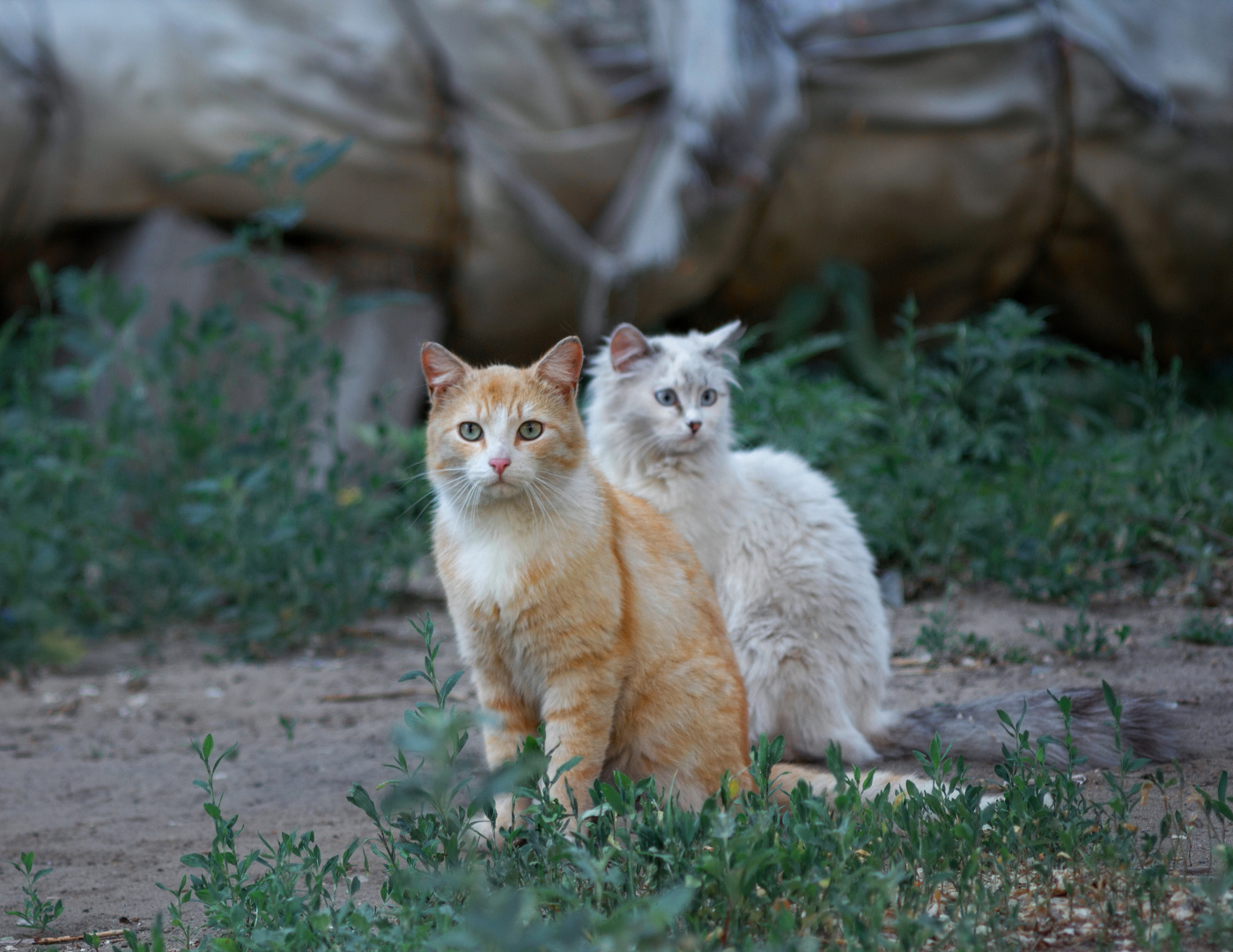 "Бонни и Клайд"