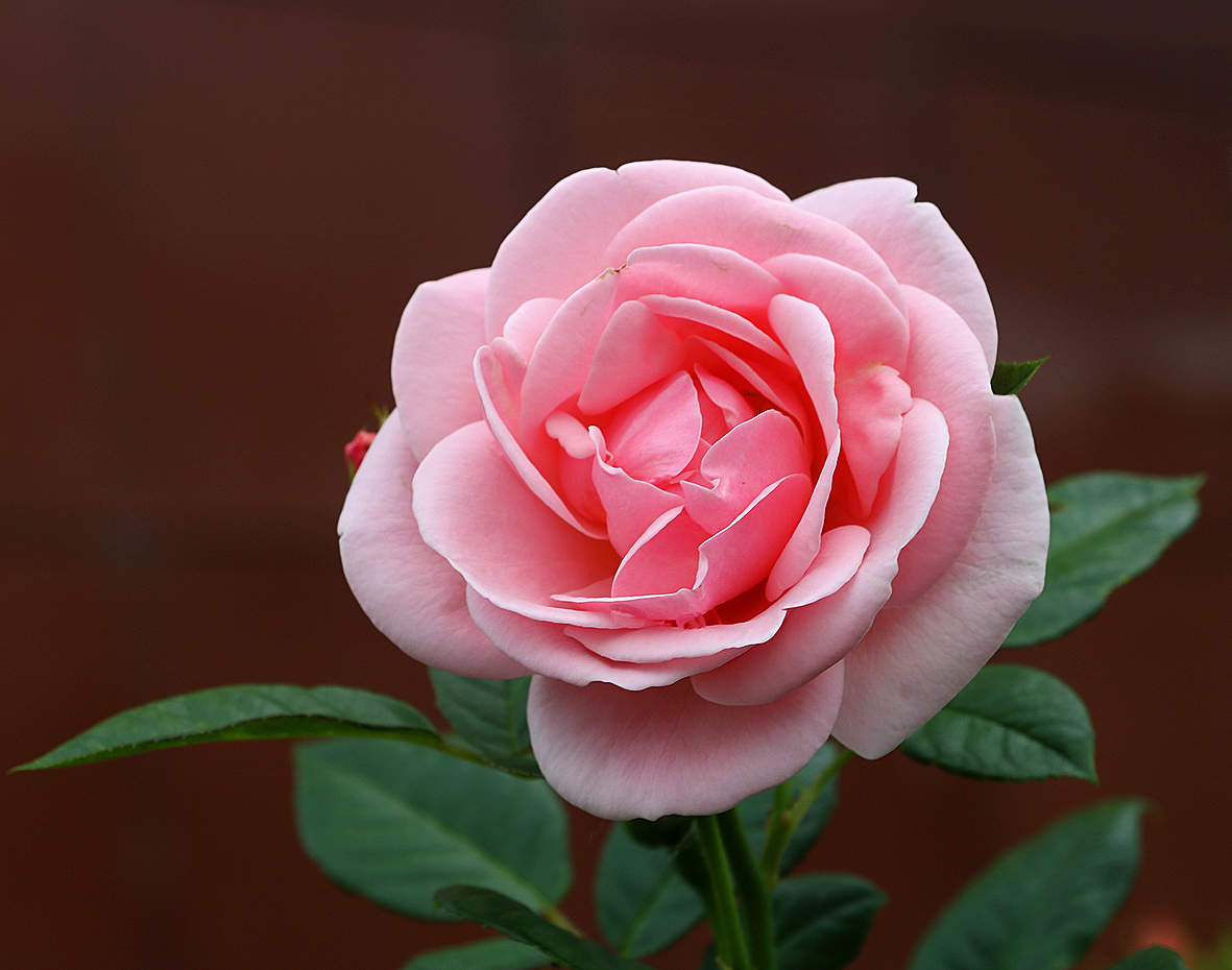 Августовская красавица