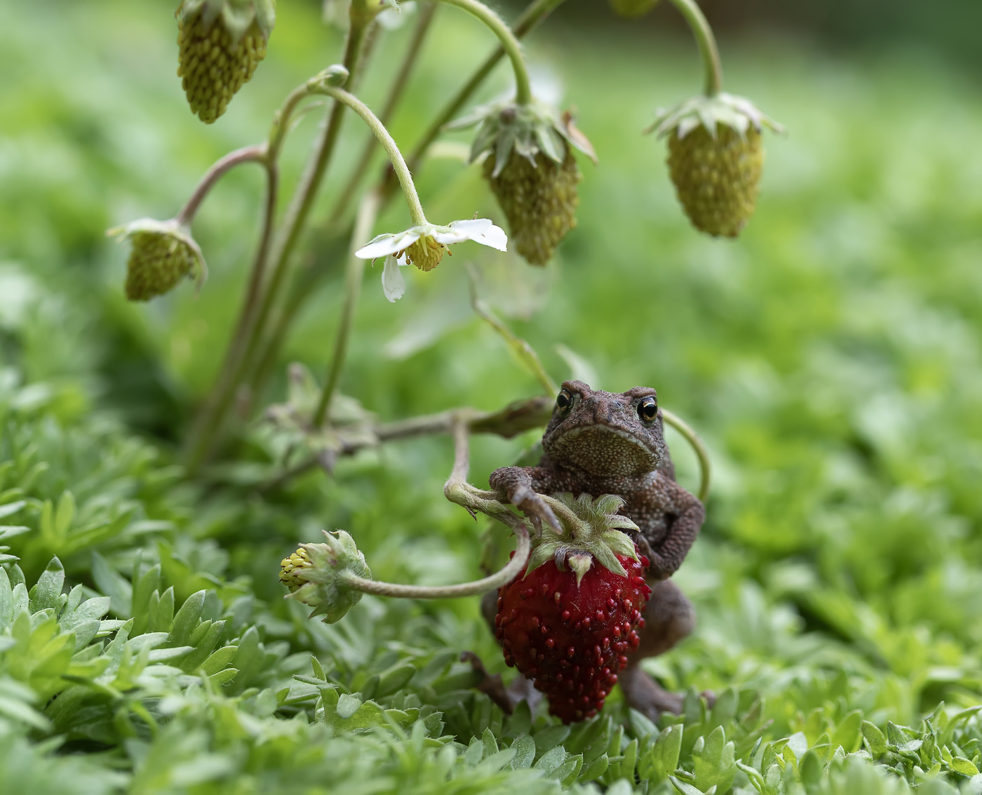 Выступающий)