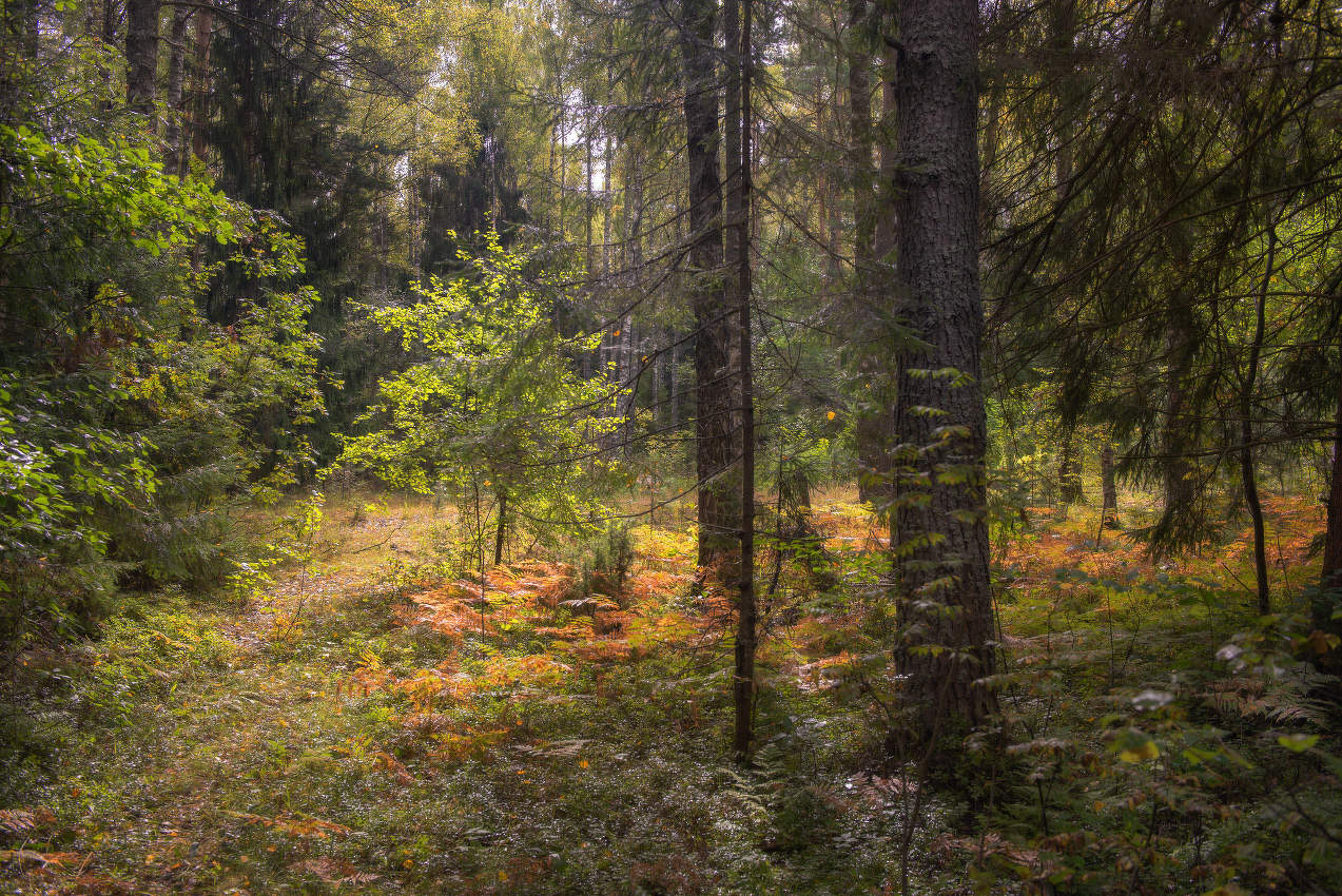 В конце лета