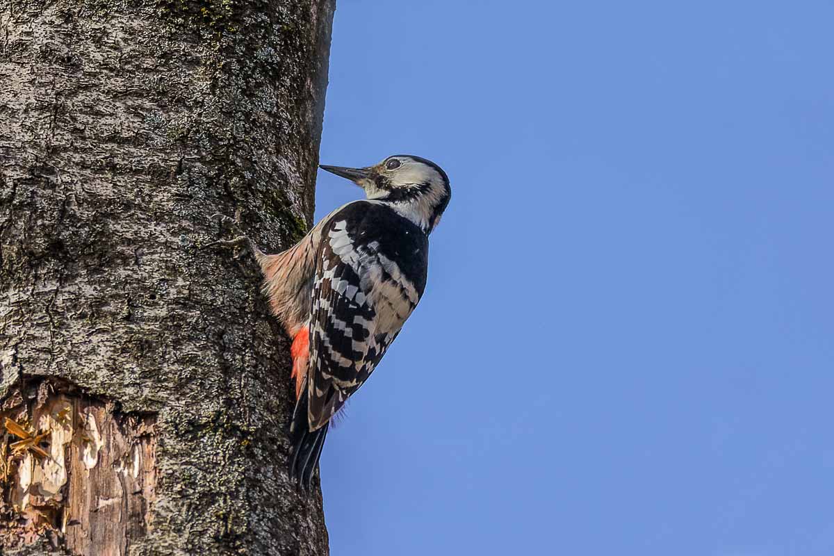 Дятел белоспинный.