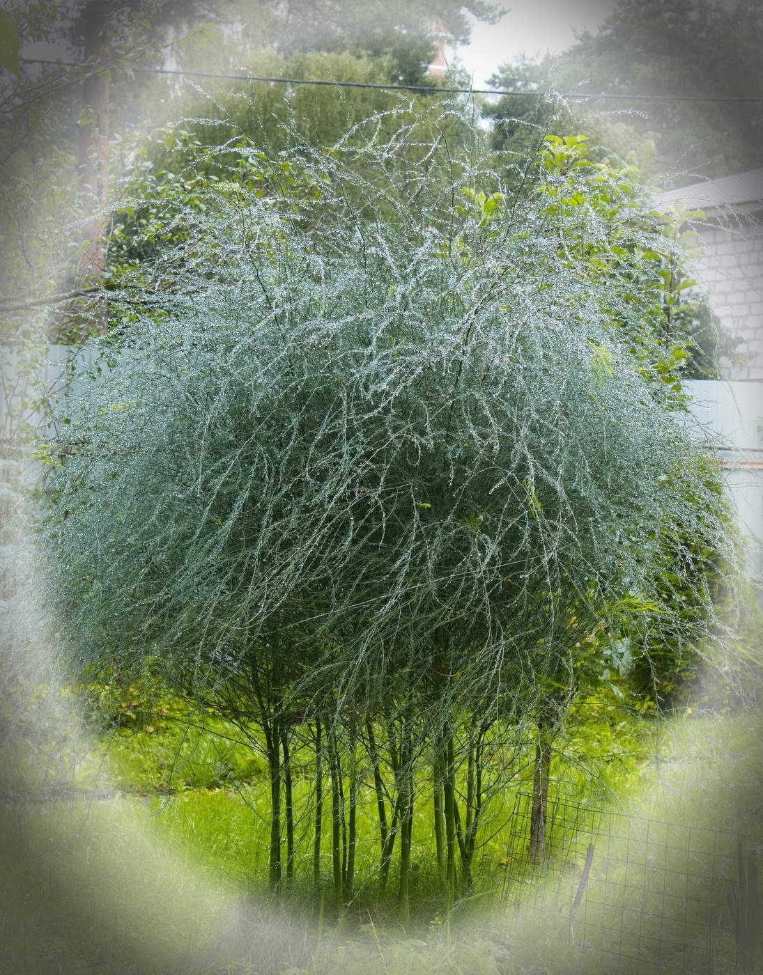 Природа - ворожея