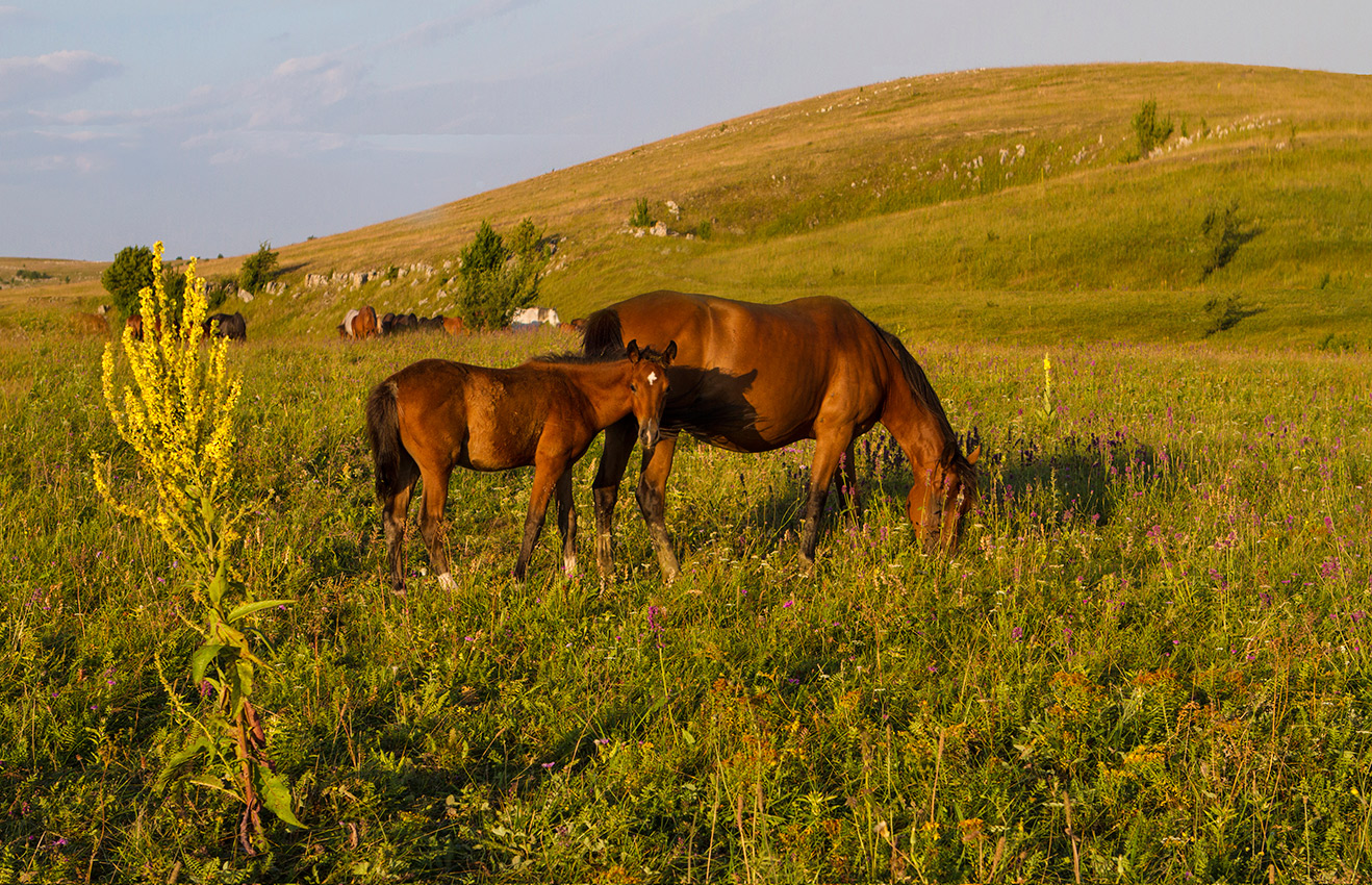 Конская семейка