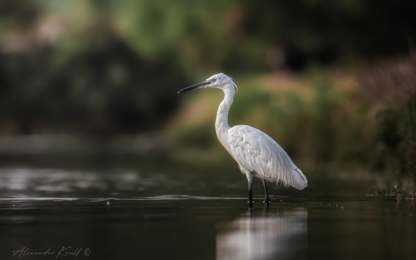 На утренней охоте