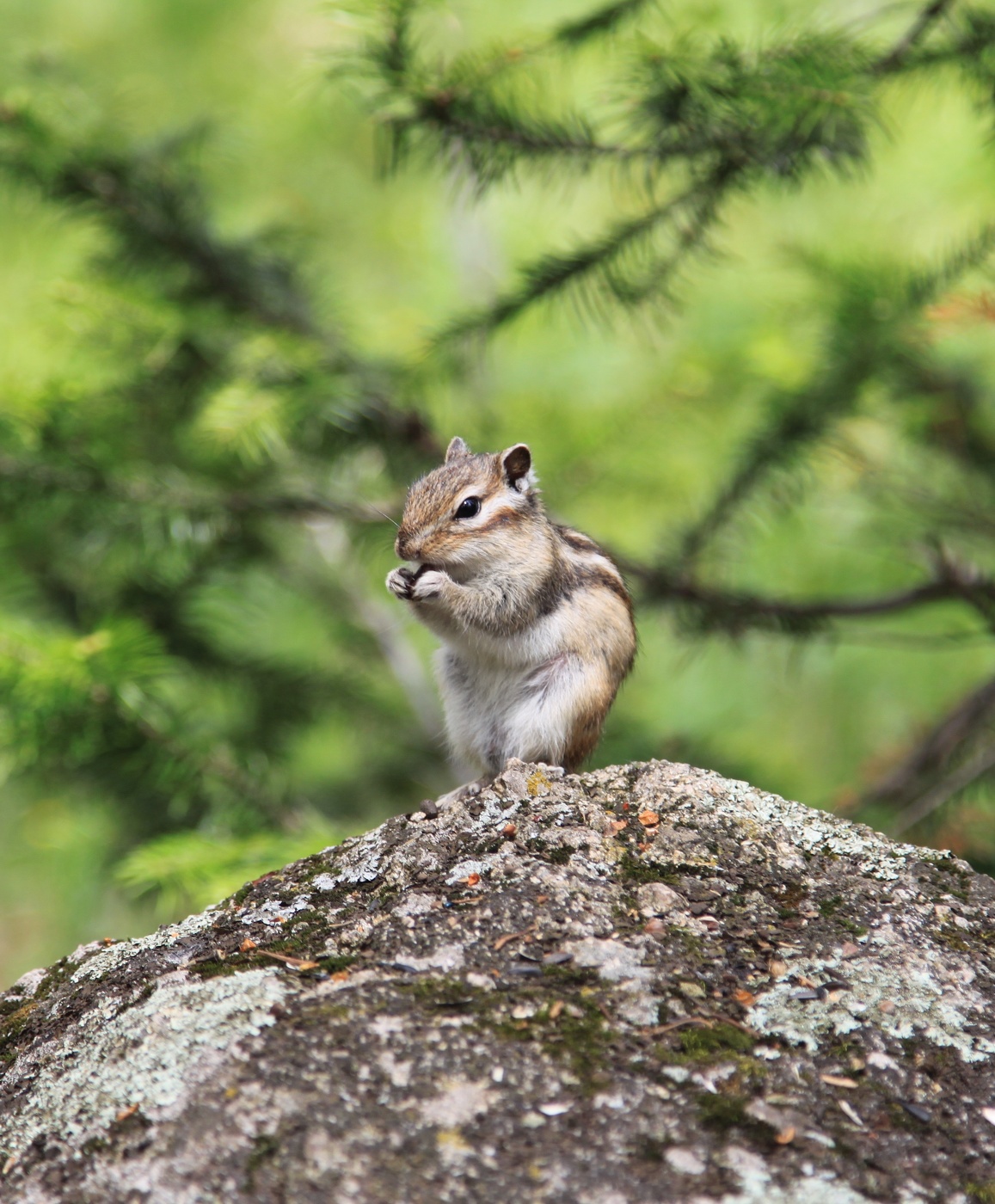 Алтайский житель