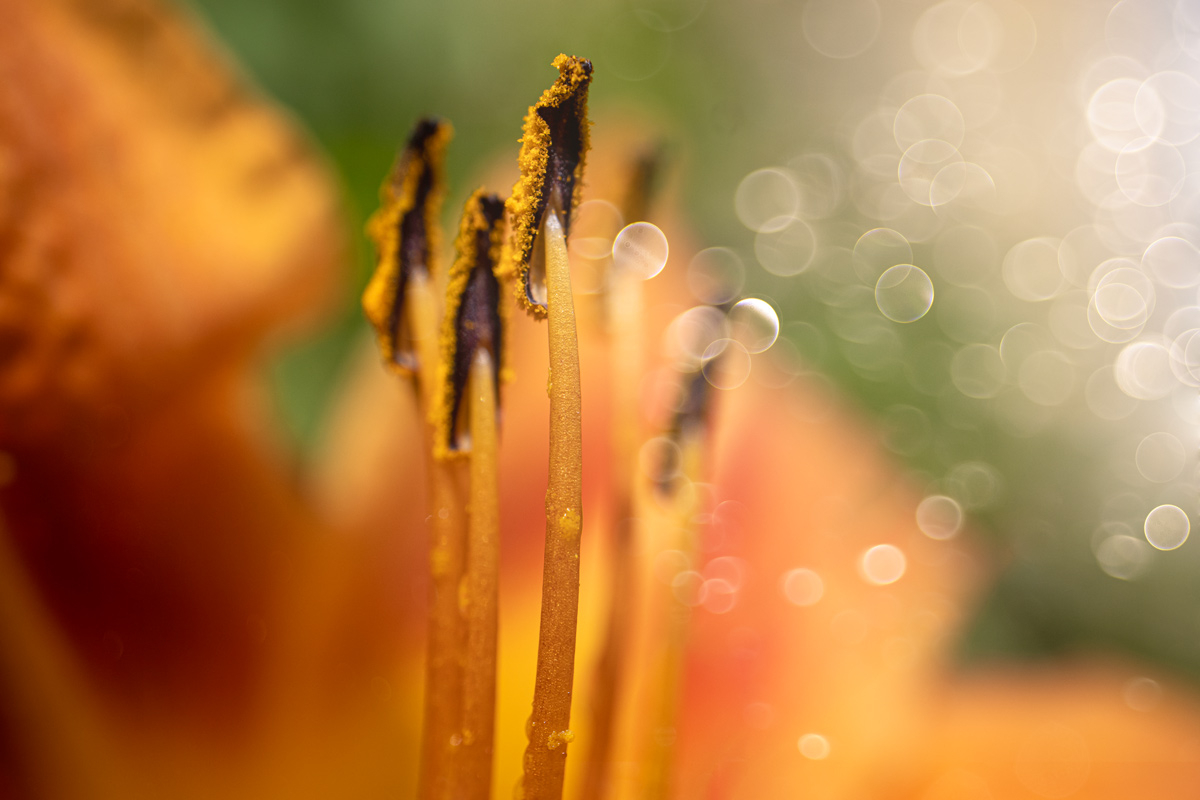 The fantasy of August