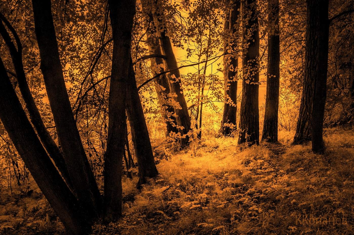 С деревьями