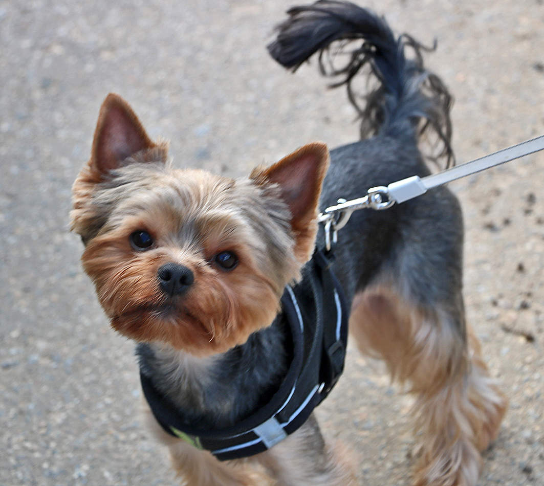 Милый любопытный йорк