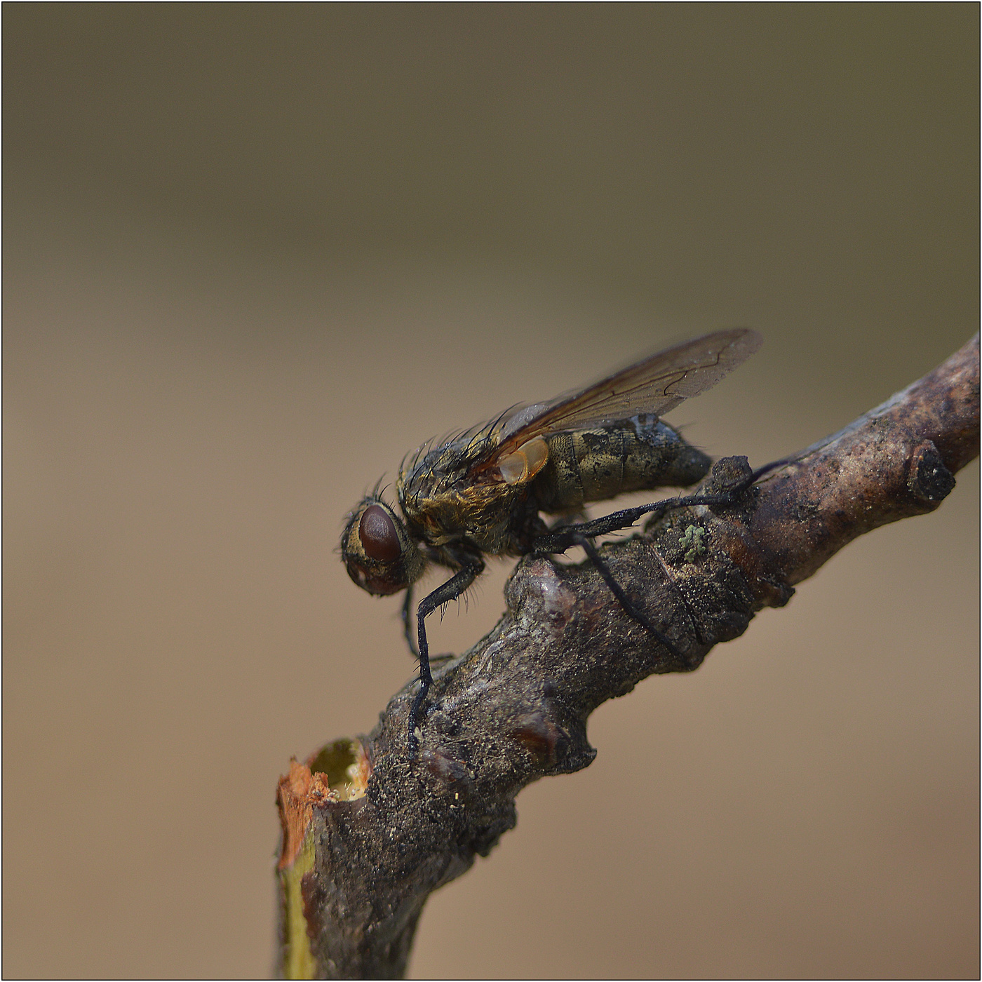 Сломанная ветка.