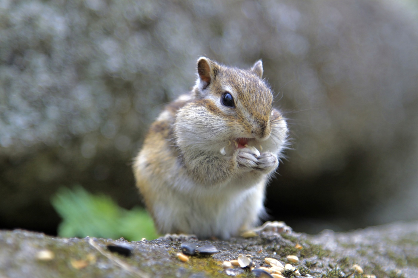 Алтайский житель