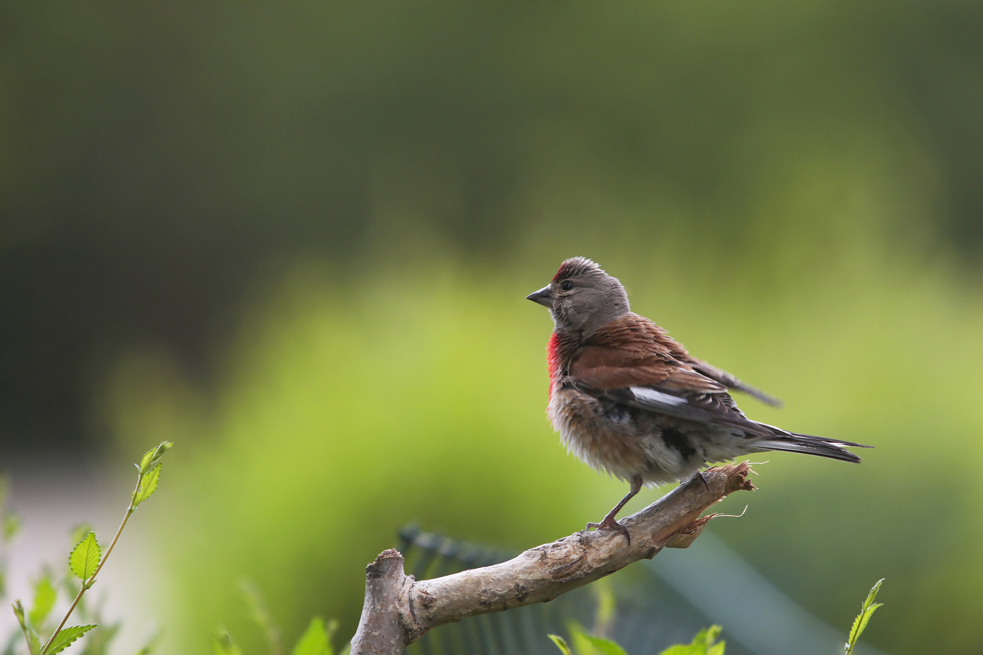 Коноплянка или реполов