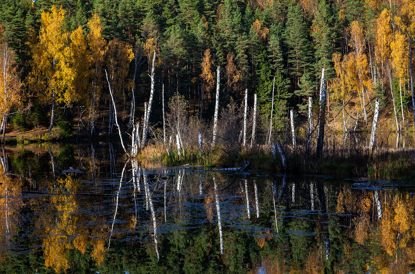 Остров погибших берез