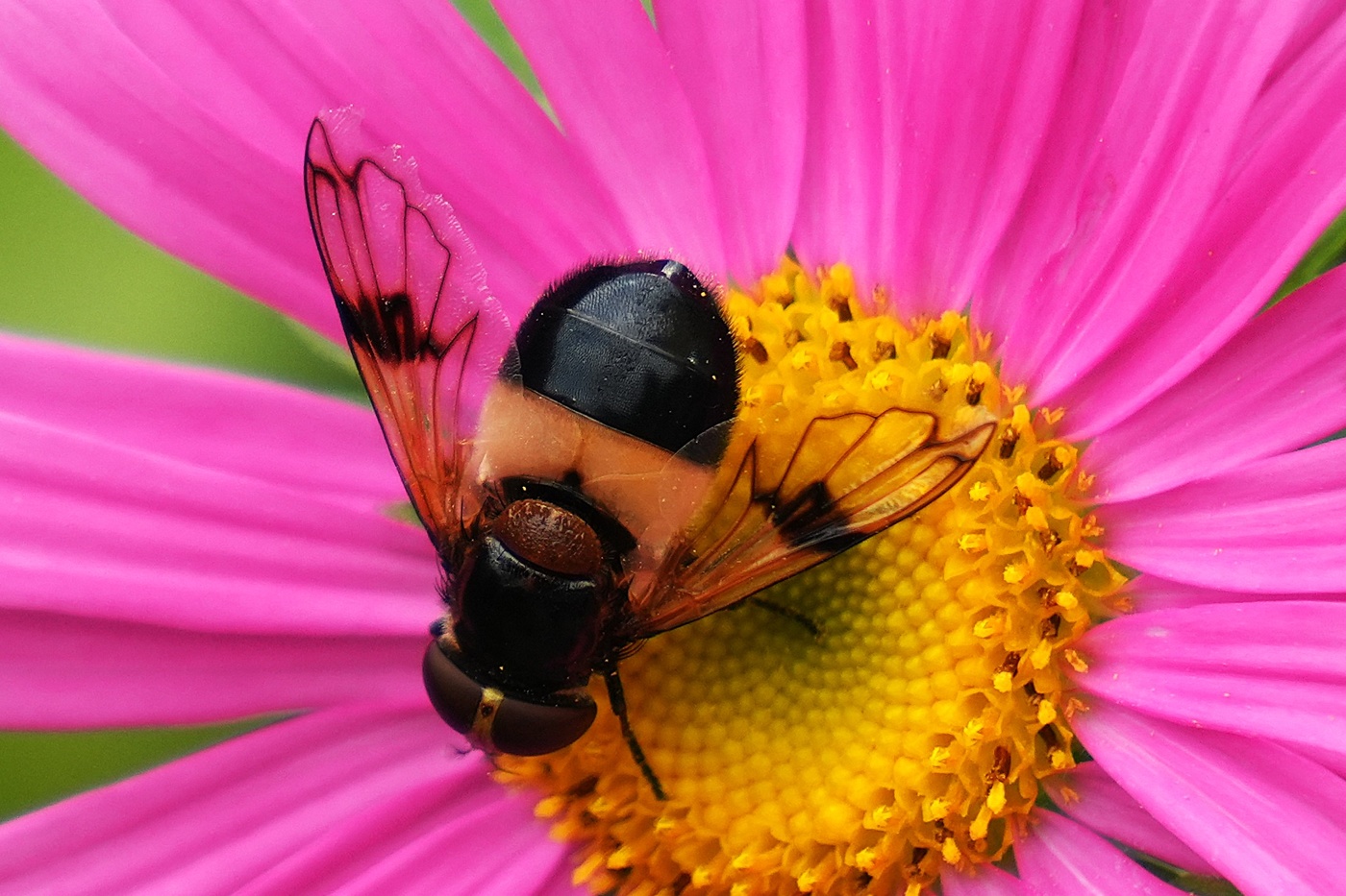 Мушка на цветке