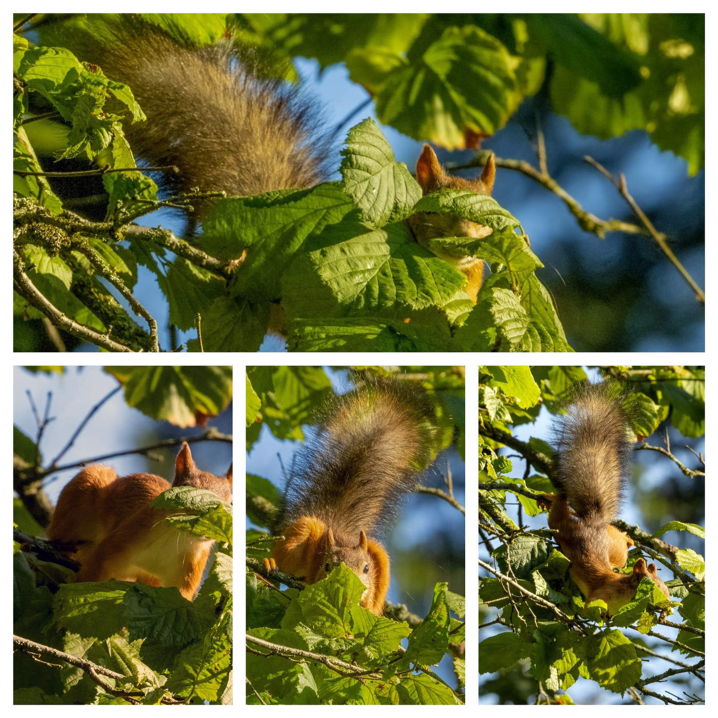 Белка, которая не любит фотографироваться )