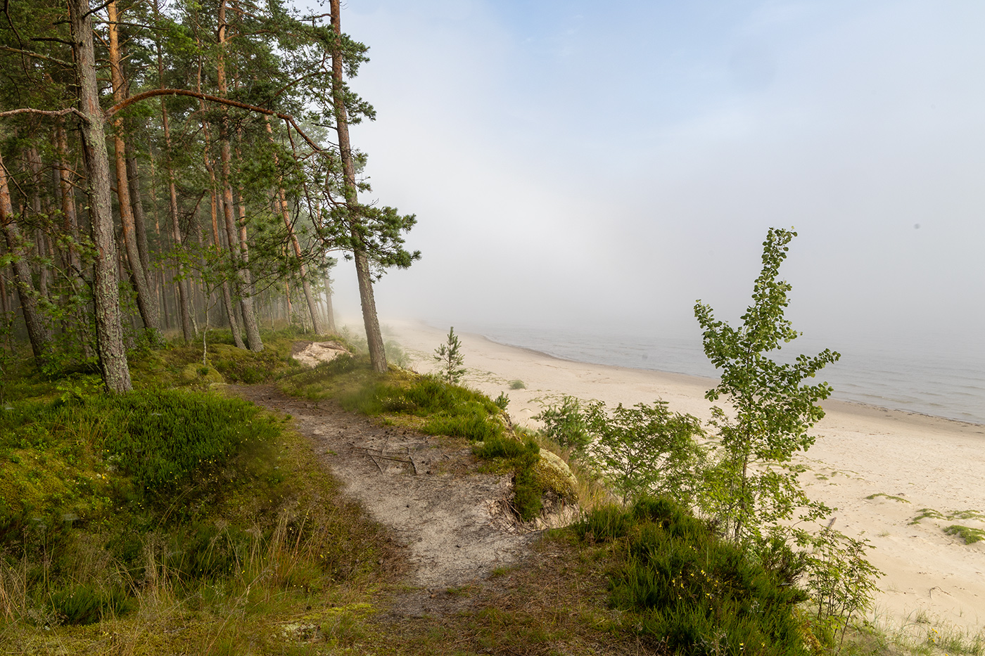 Туман над заливом