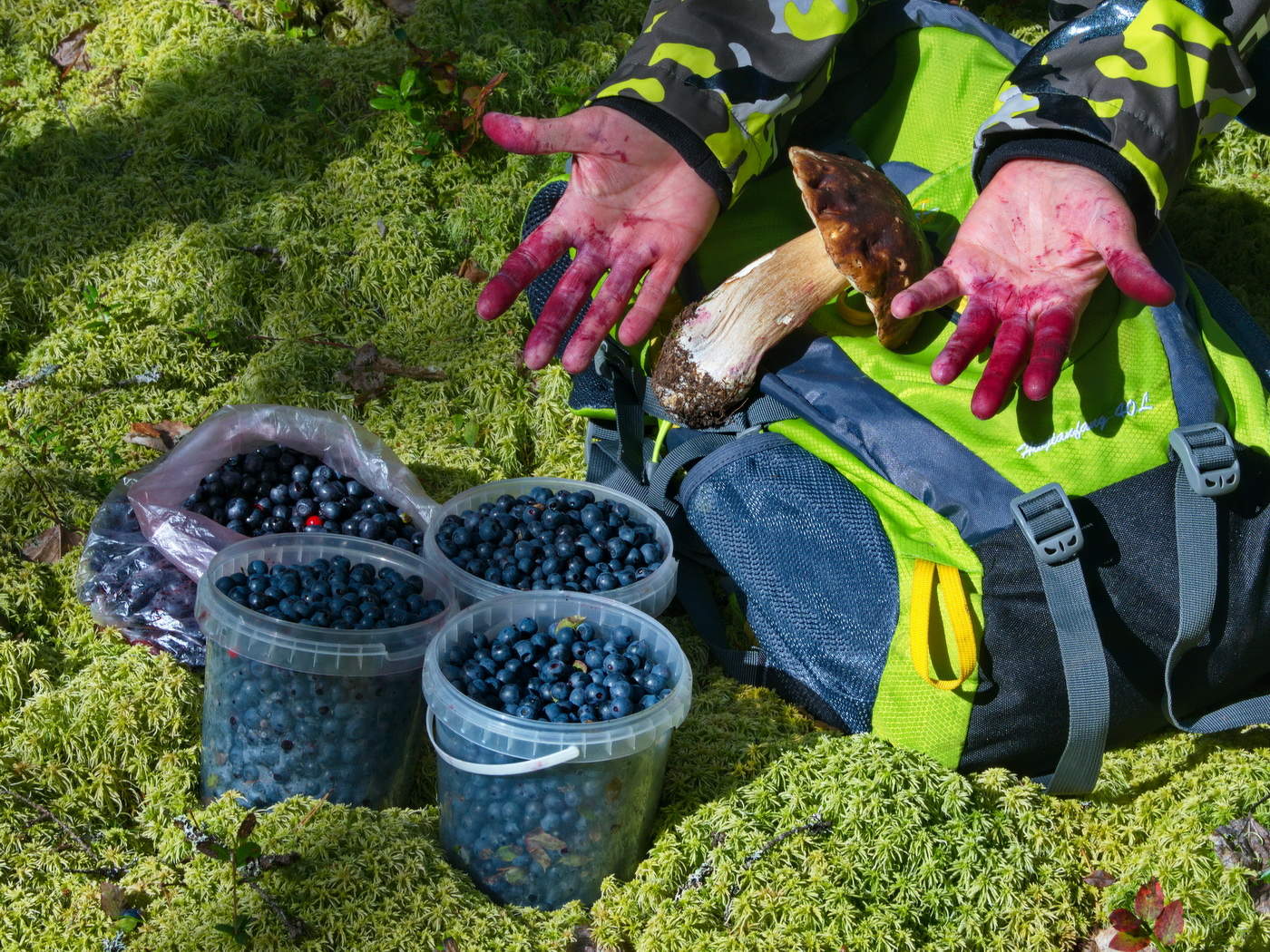 На ягоднике