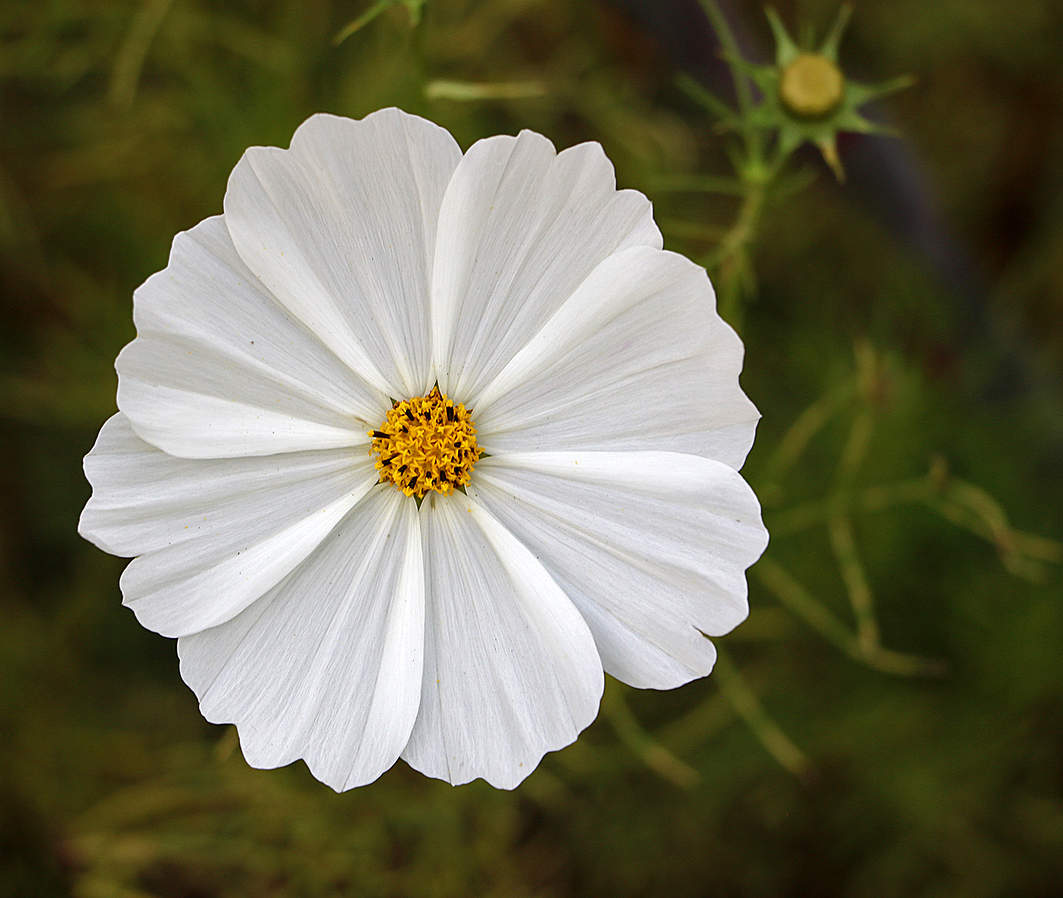 Белое солнце (пустыни)