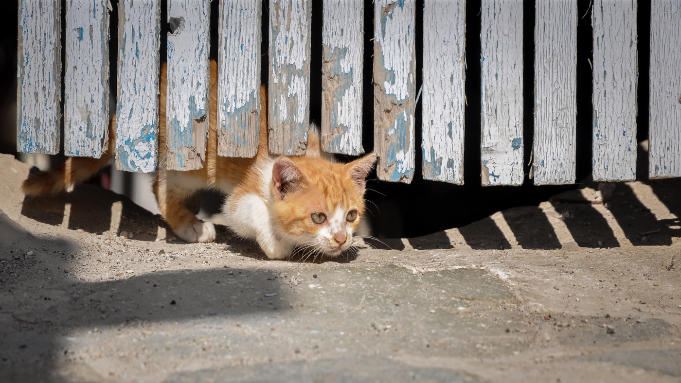 за высоким забором