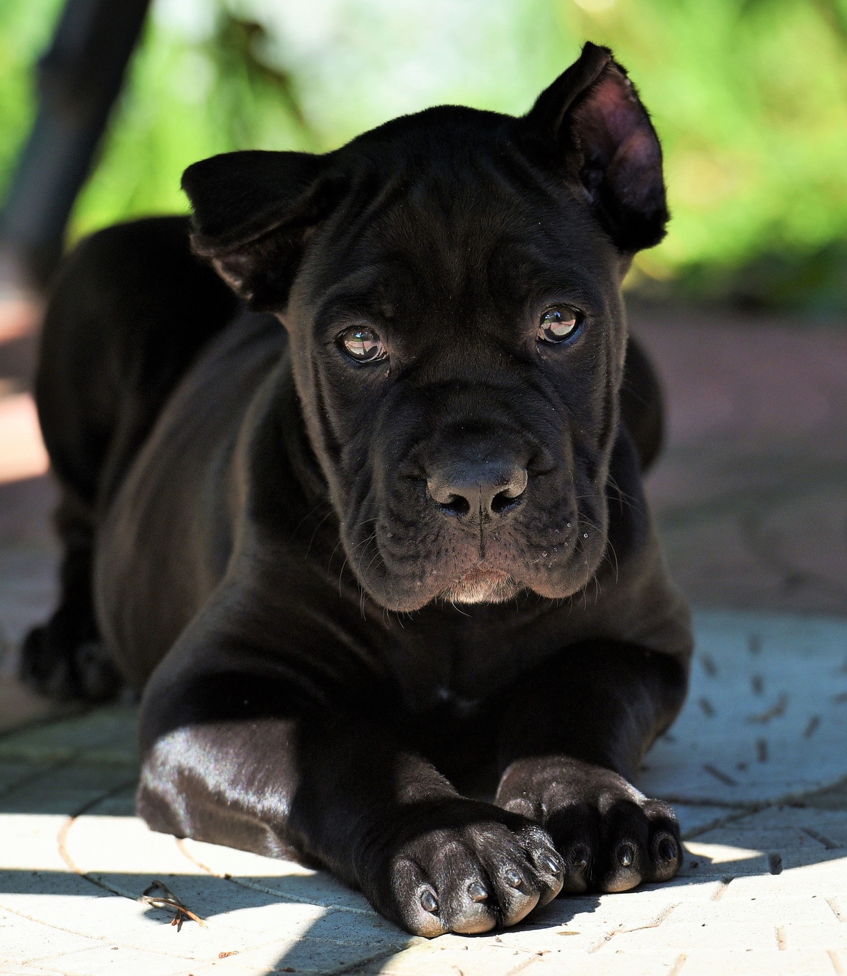 "Я маленький Корсик, мне всего три месяца ..."