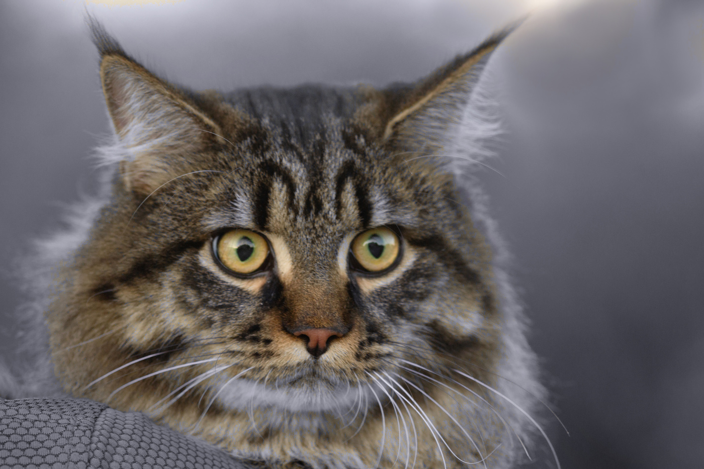 "После просмотра фоток — ДНА".