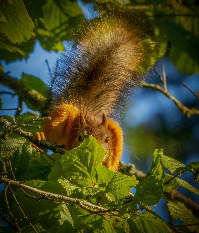 Застенчивая )