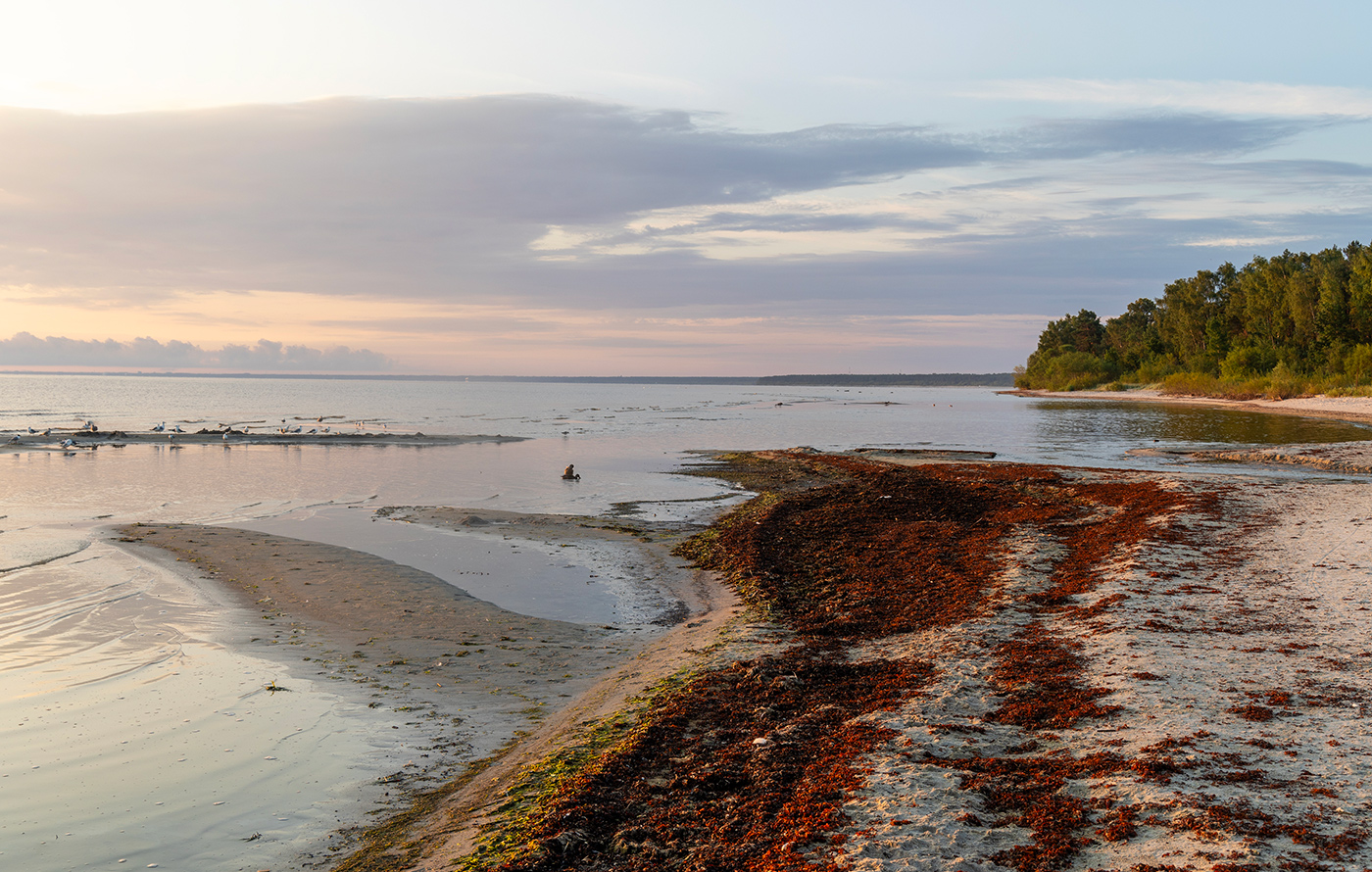 Красные водоросли