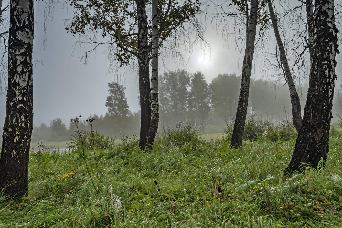 Шаги по росе