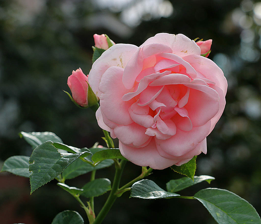 Августовская красавица