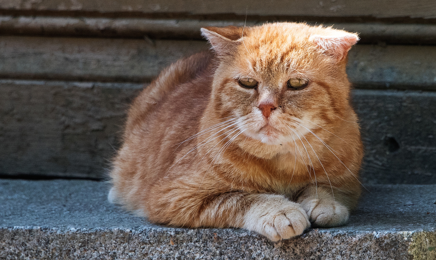 "Ребята, давайте жить дружно!"