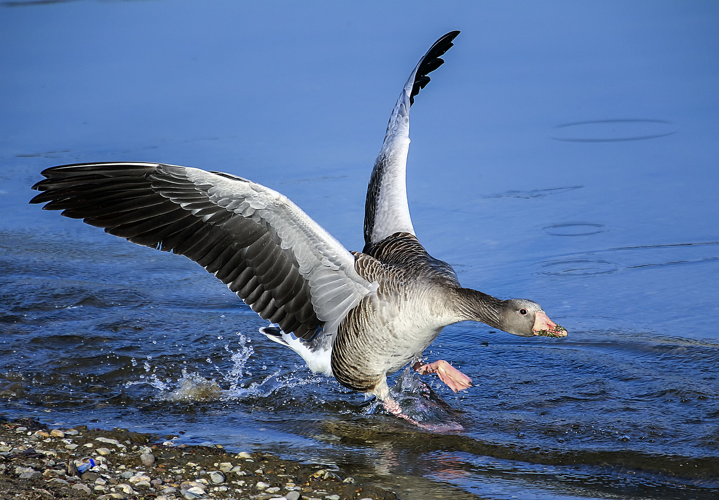 Гусь поскользнулся