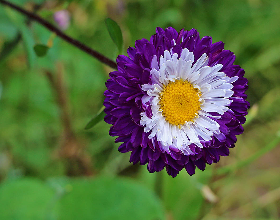 Астра помпонная