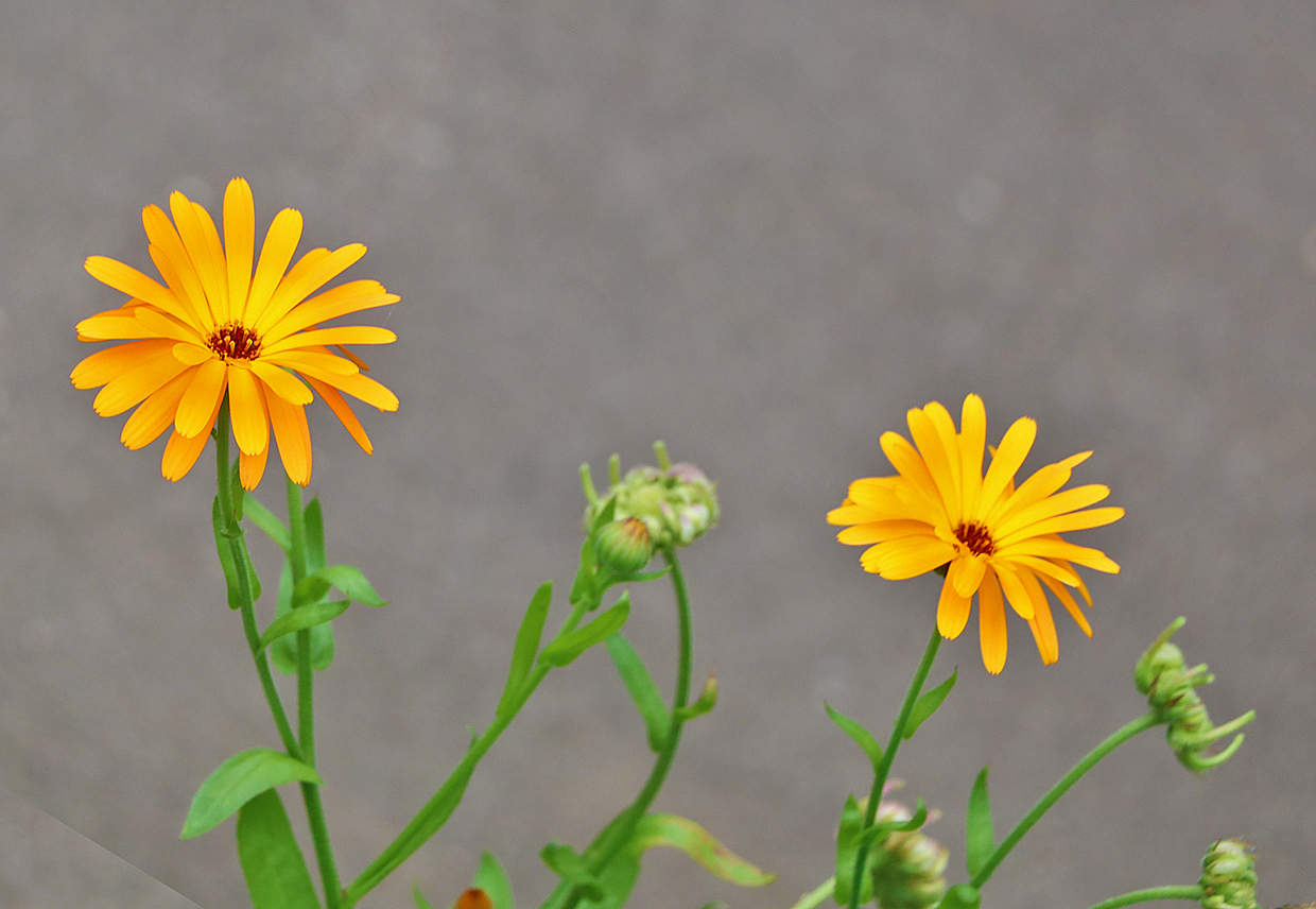 Солнышки календулы