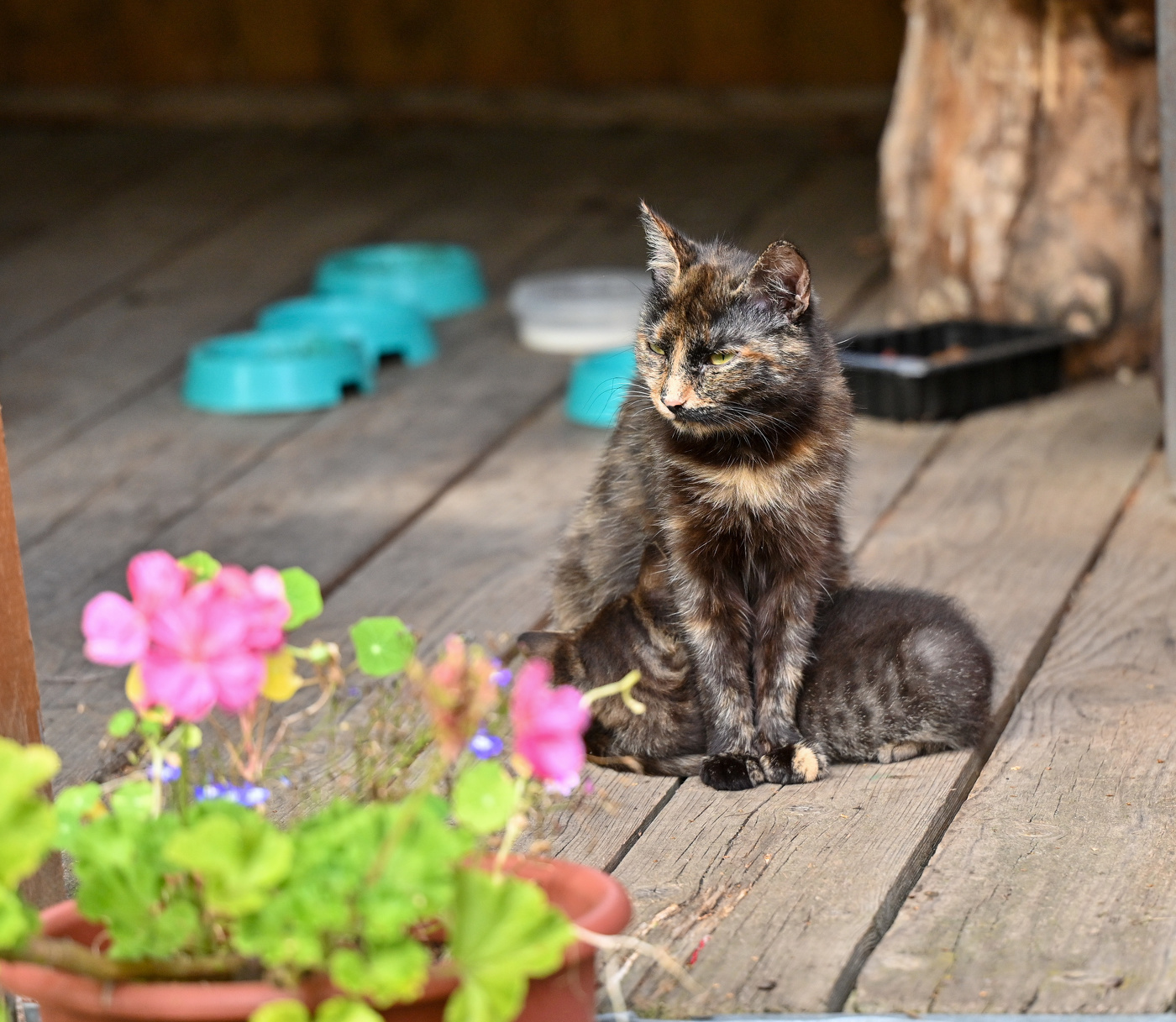 Мамка, всегда мамка