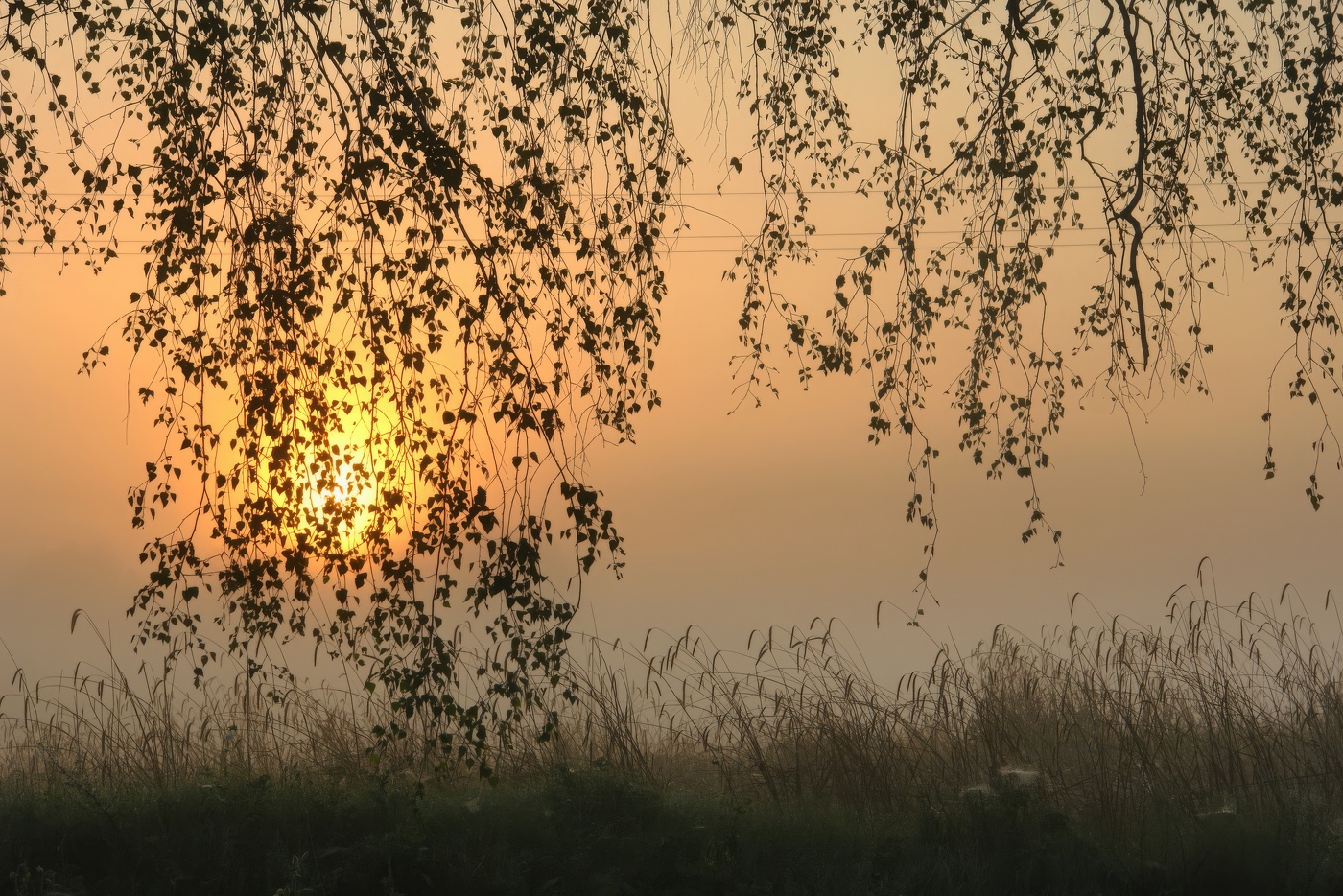 Березовое утро