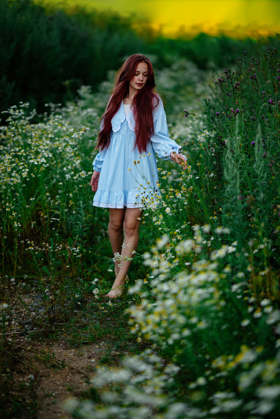 По ромашковой тропе