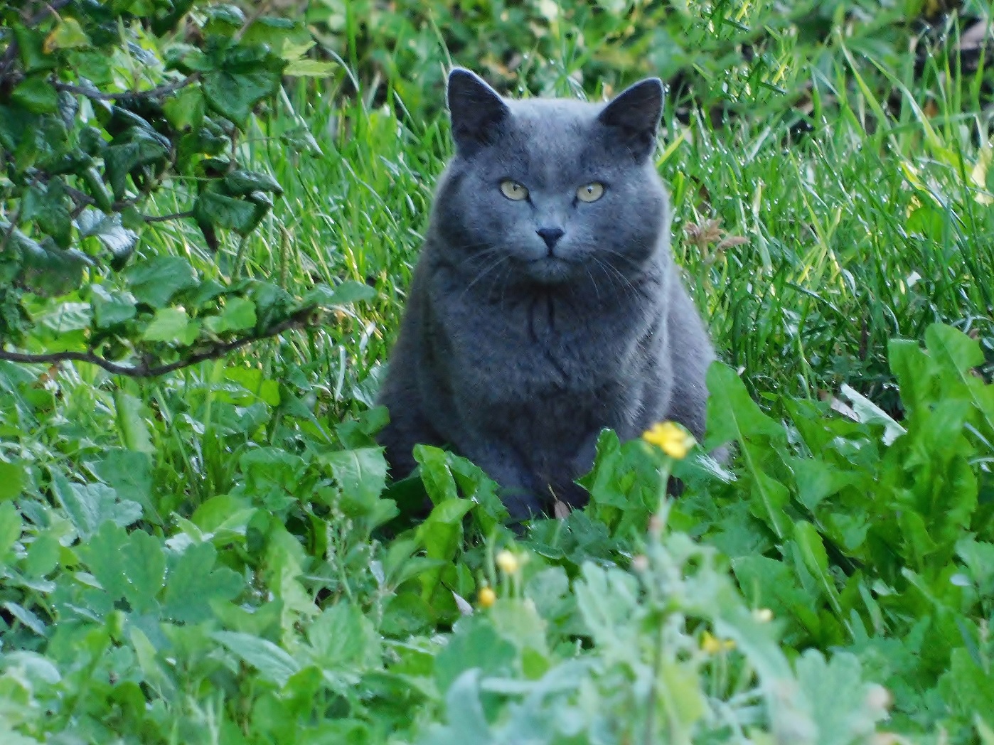 Туманный кот