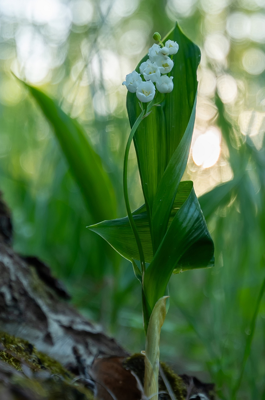 ландыш танцор