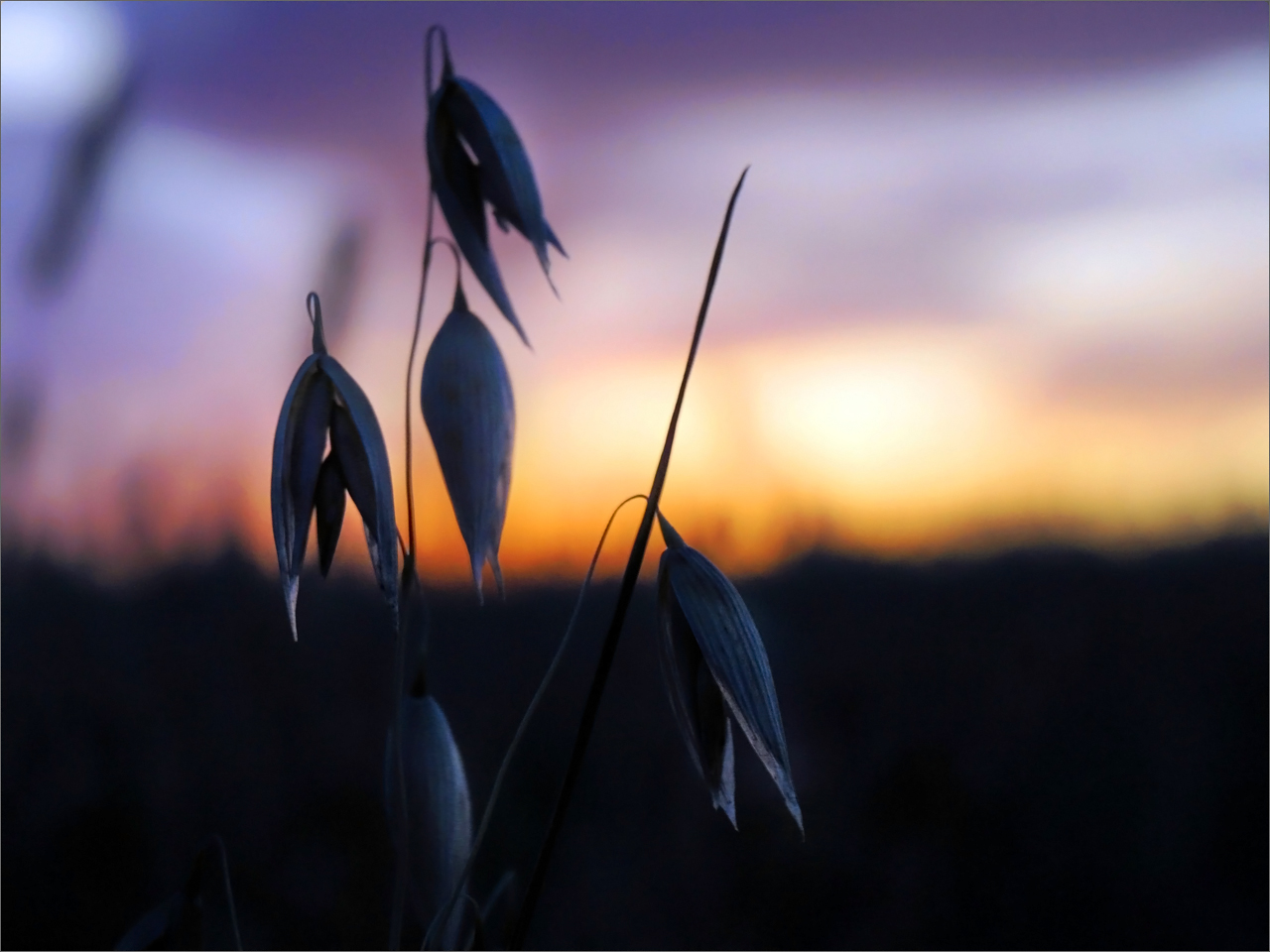 В поле вечернем...