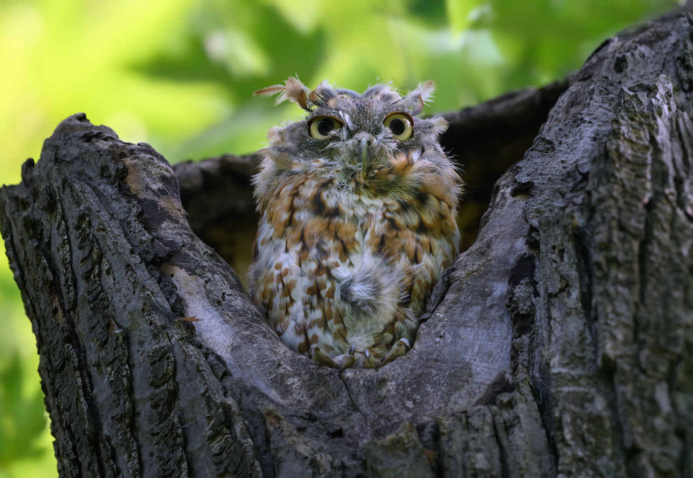 Eastern screech owl - Red morph (molting stage)