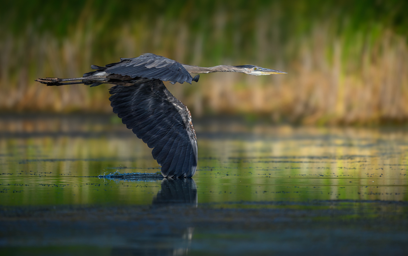 Great Blue Heron